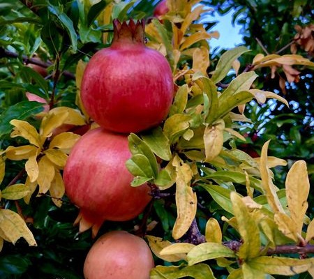 Herbstblues adé – Segeln zu den Juwelen der kroatischen Küste! von 