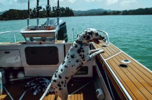 Hund auf Segelboot
